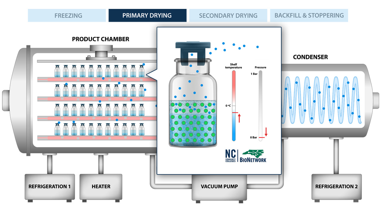 The Process of Freeze Drying (Lyophilization)