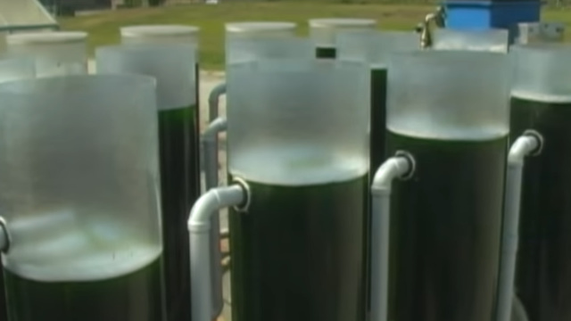 Biofuels from Algae Project
