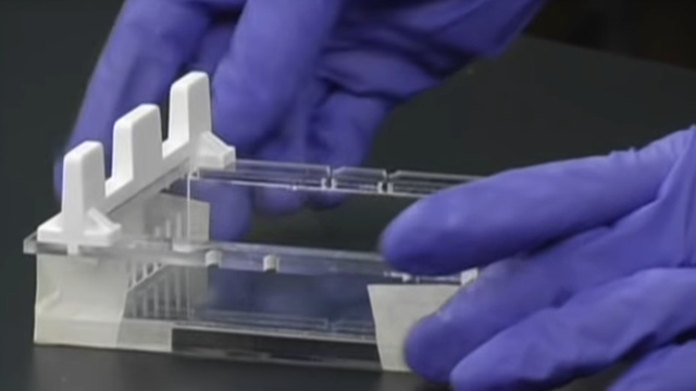 Principles of Gel Electrophoresis