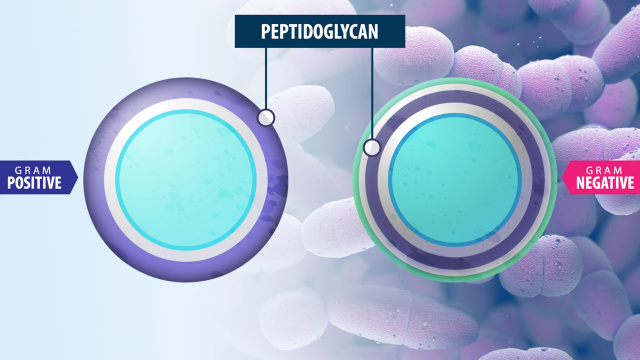 Gram Stain