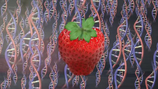 Strawberry DNA Extraction